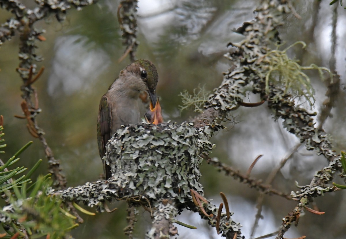 Ruby-throated Hummingbird - ML597986551