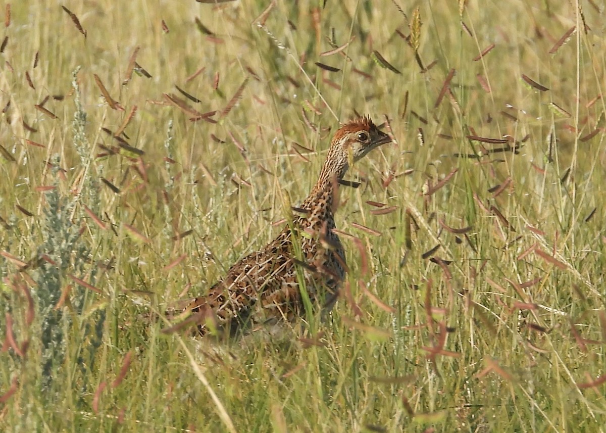 Gallo de las Praderas Rabudo - ML597986741