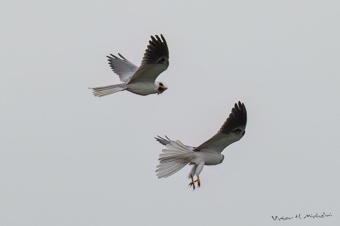 White-tailed Kite - ML597986771