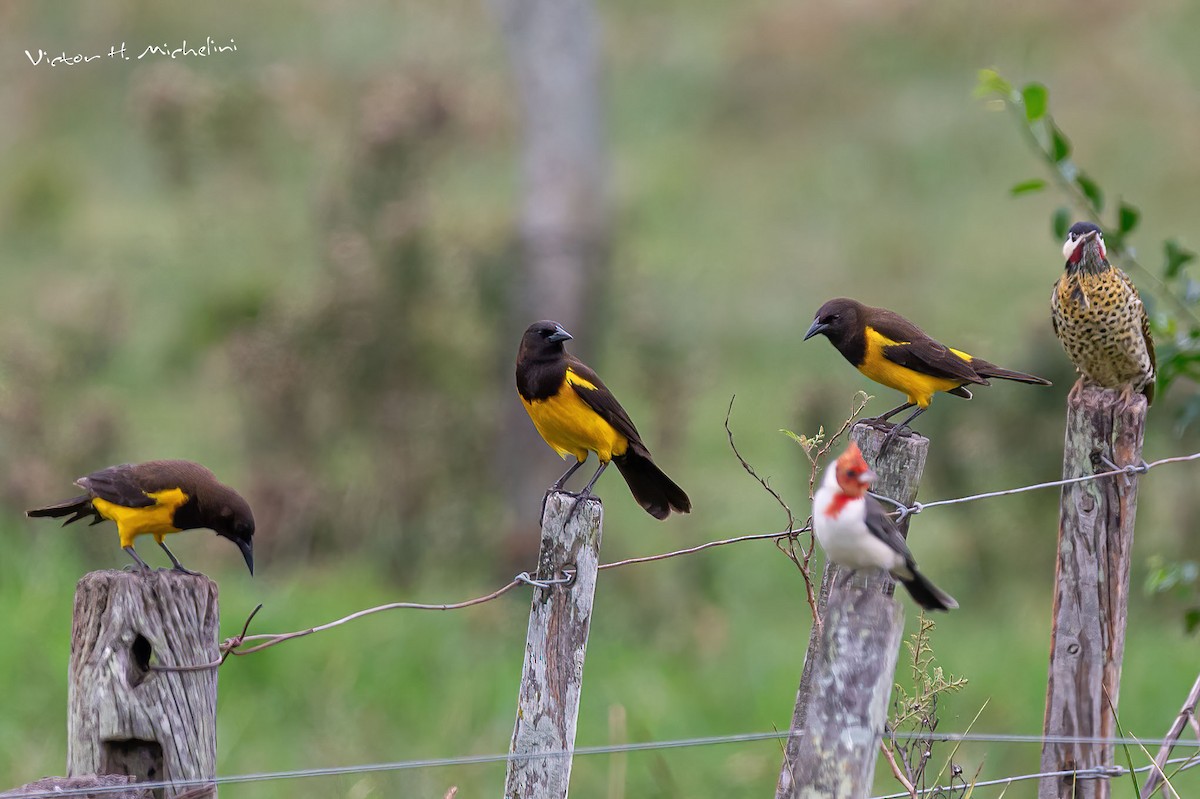 Yellow-rumped Marshbird - ML597987561