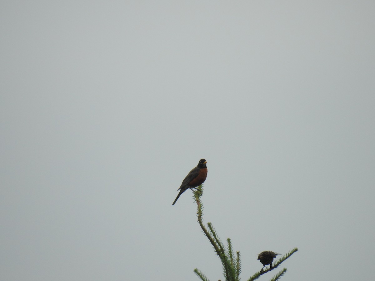 American Robin - ML597987861