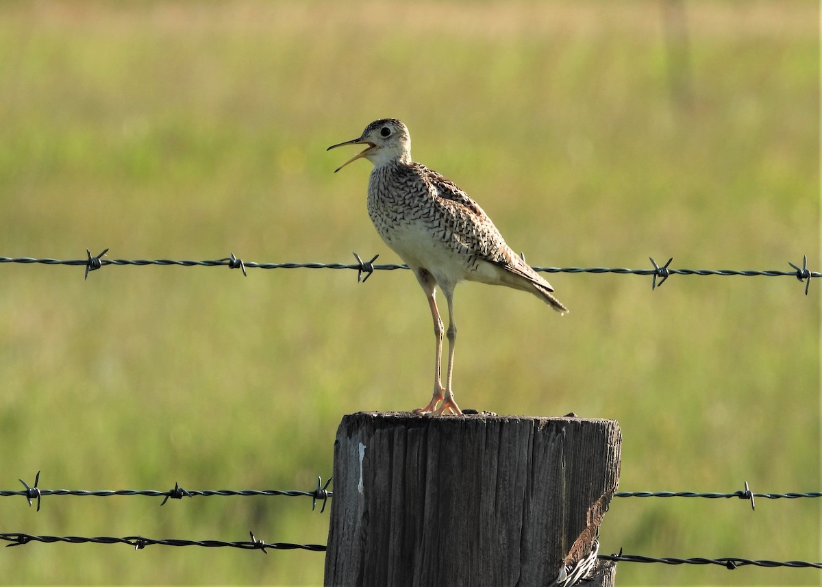 Upland Sandpiper - ML597987921