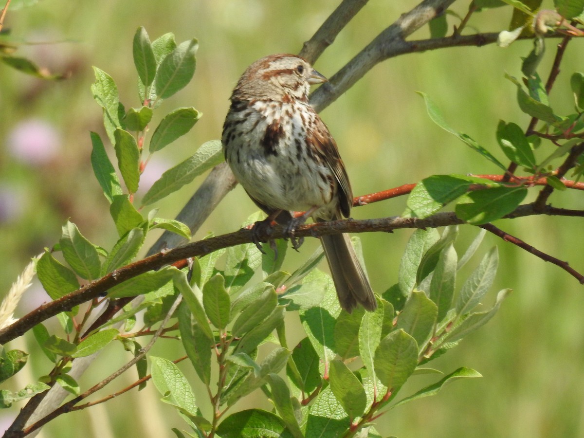 Song Sparrow - Suzanne Mignault