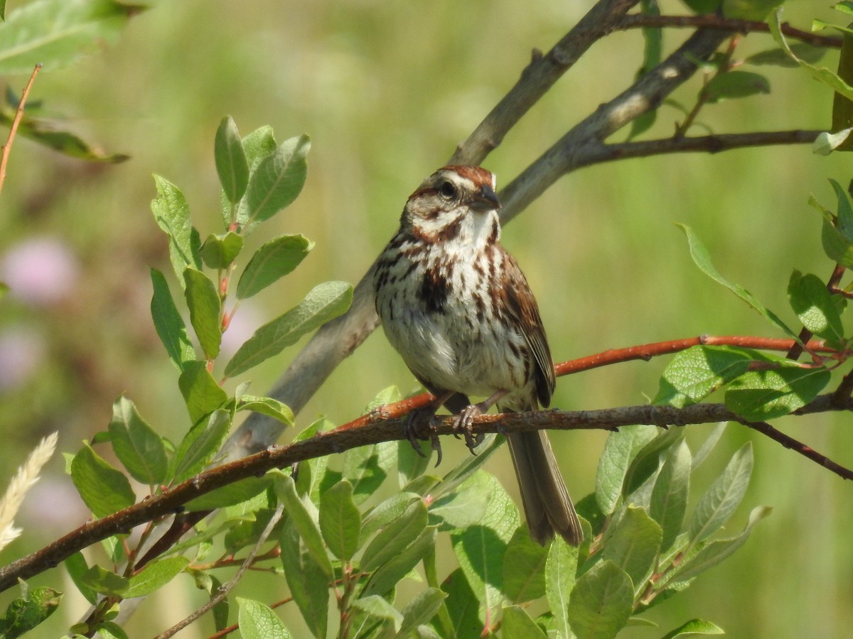 Song Sparrow - ML597987951