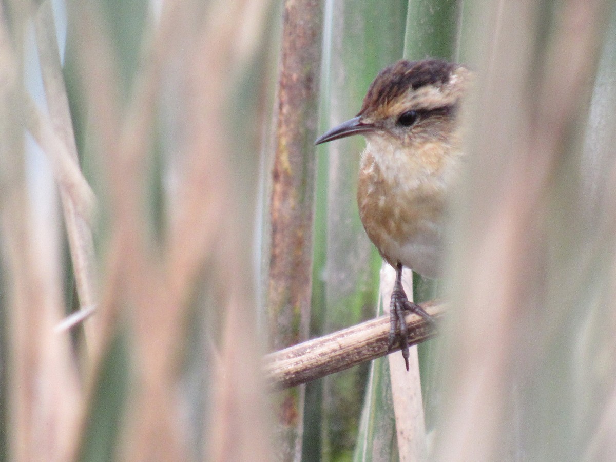 Wren-like Rushbird - ML597988251