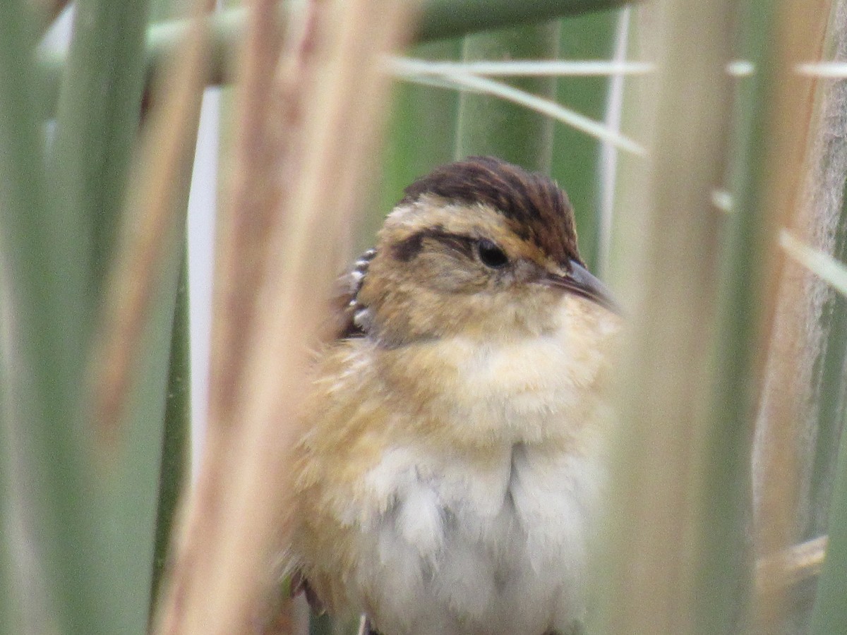 Wren-like Rushbird - ML597988261