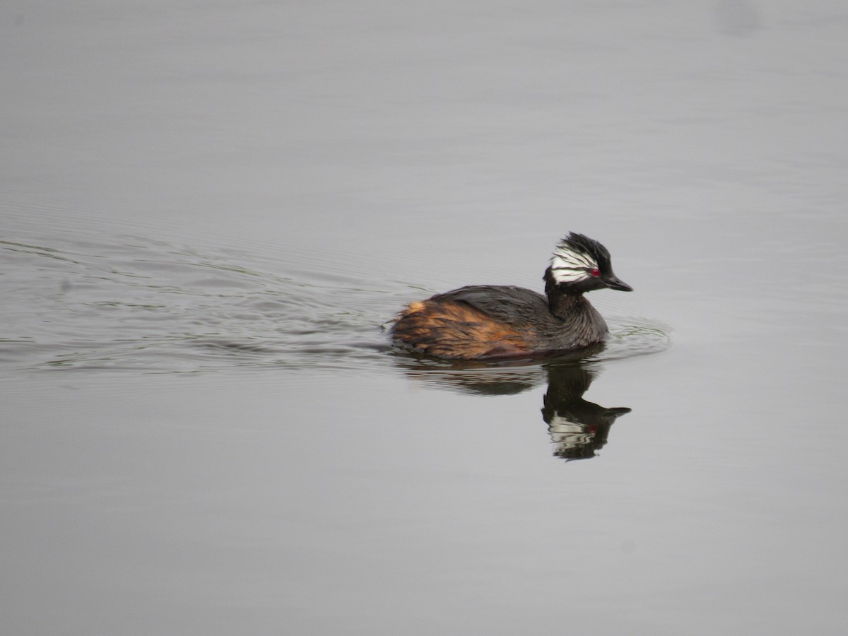 White-tufted Grebe - ML597988411