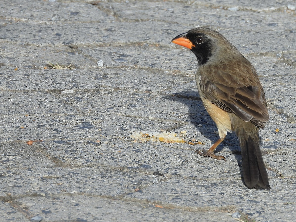 Saltator à gorge noire - ML597988441