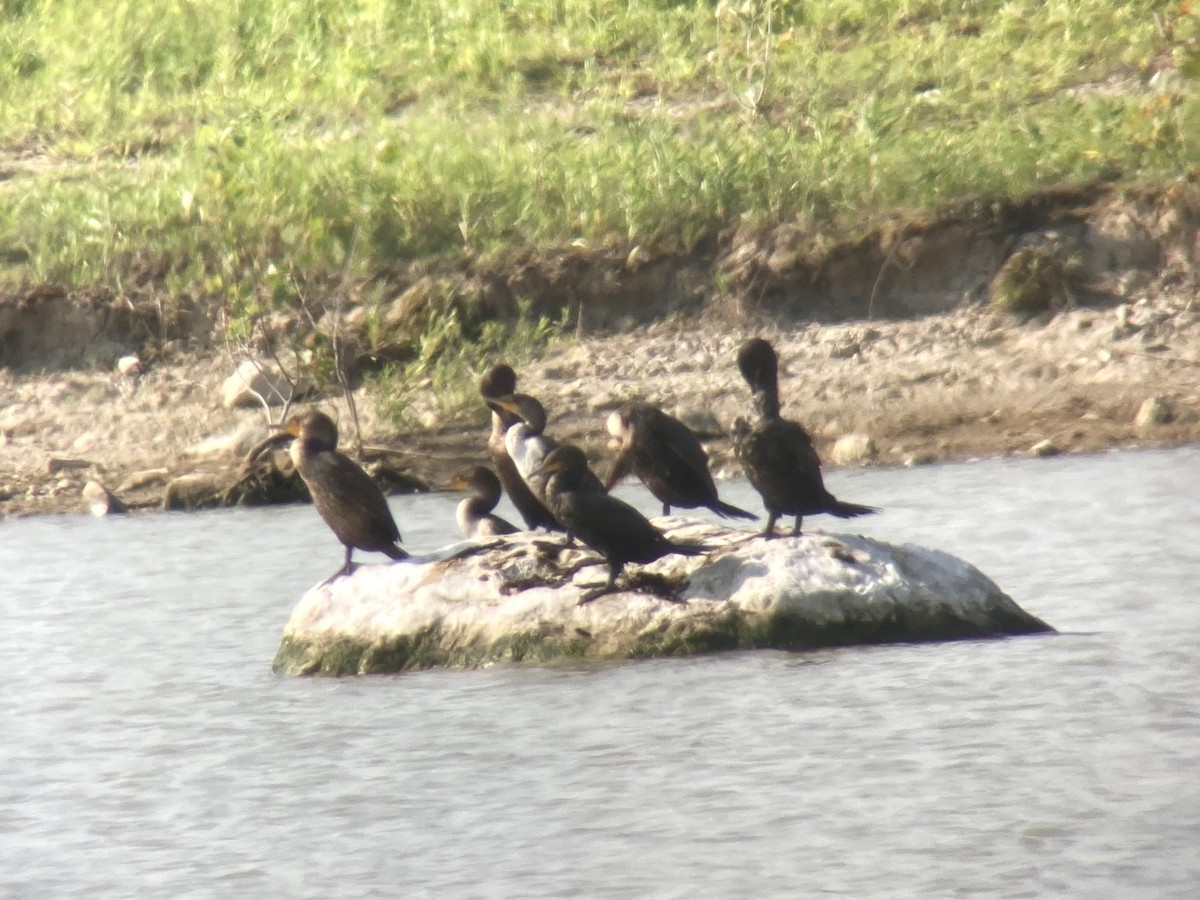 Cormoran à aigrettes - ML597989061