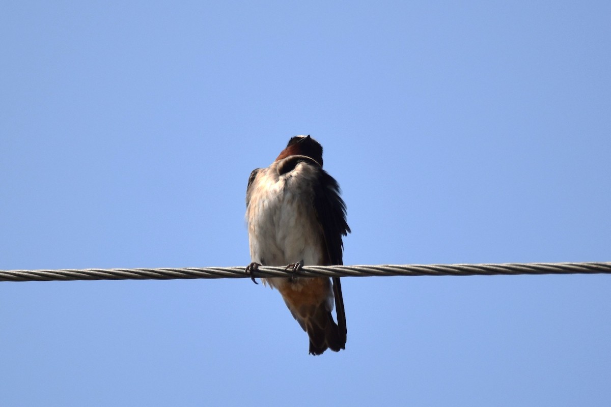 Hirondelle à front blanc - ML597989101