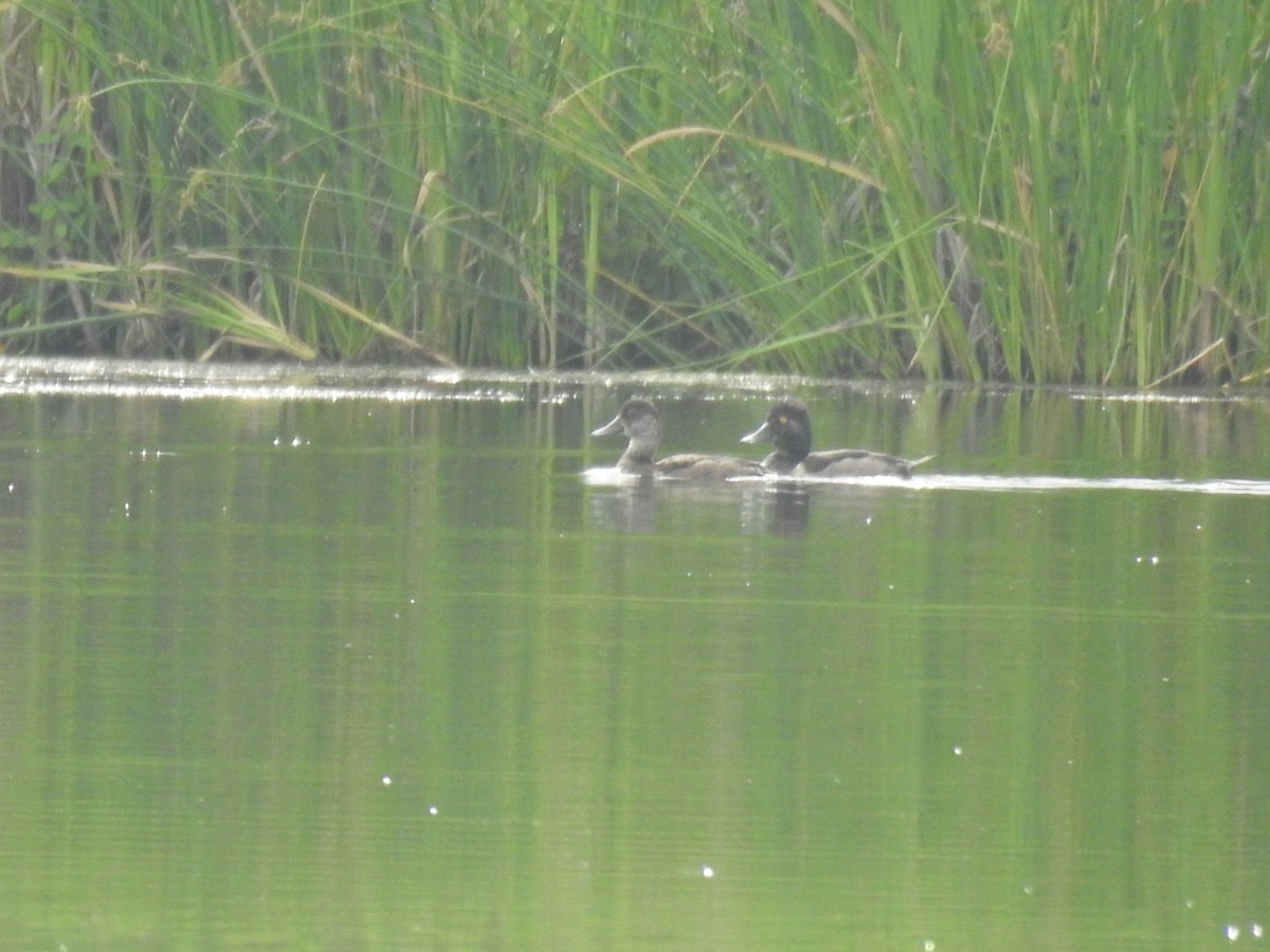 Ring-necked Duck - ML597989191