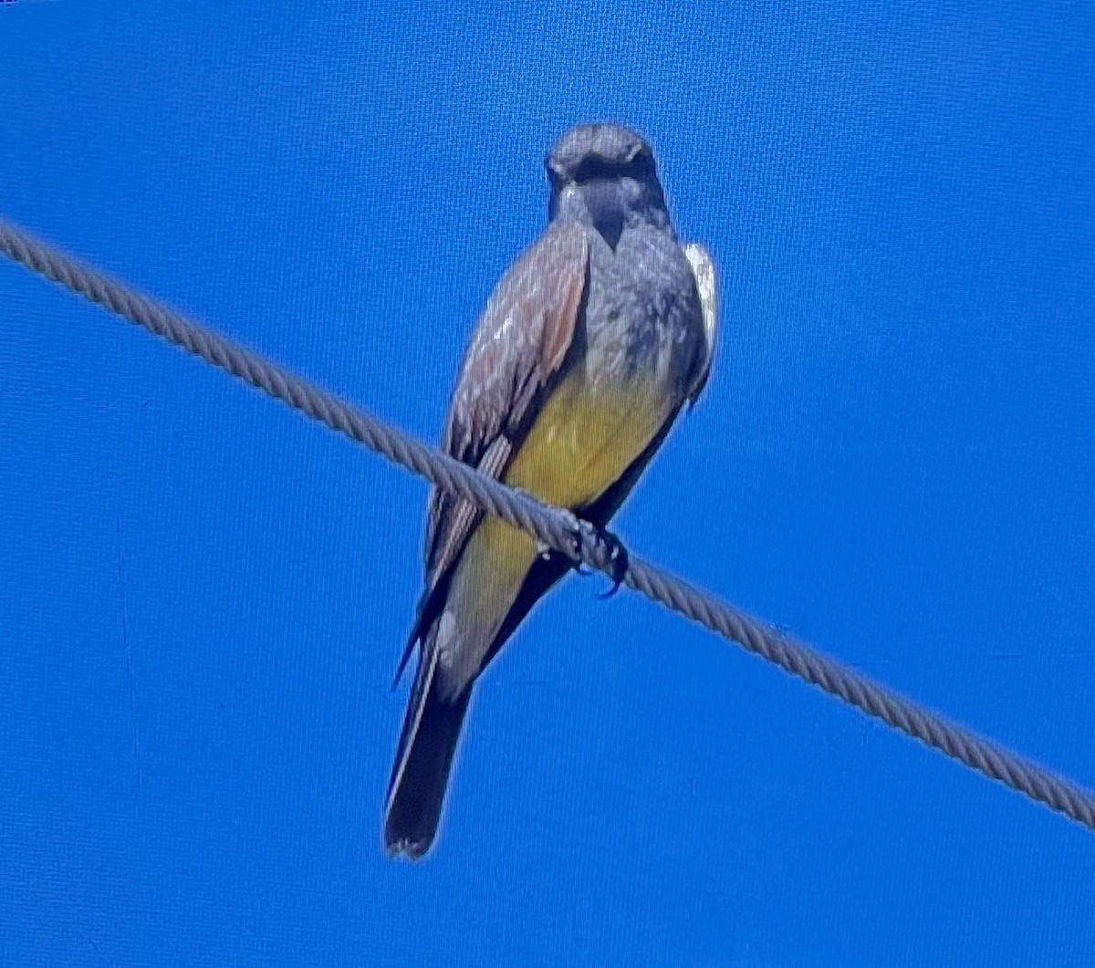 Cassin's Kingbird - ML597989361