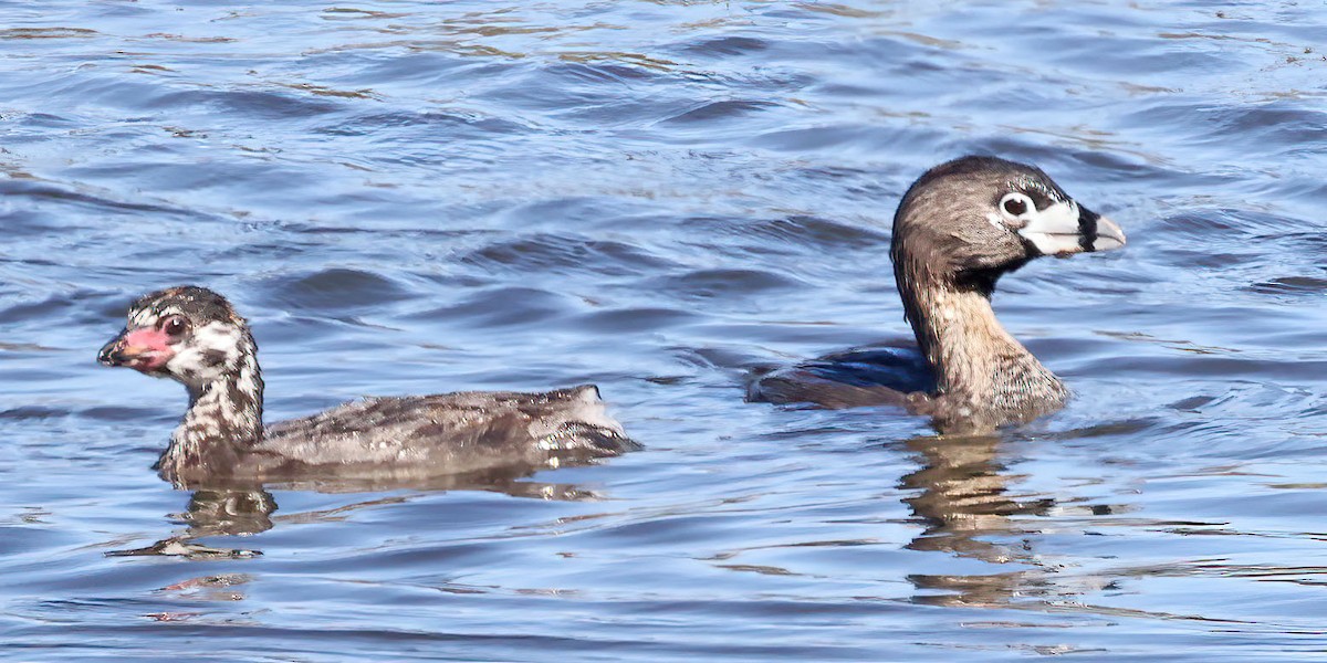 Pied-billed Grebe - ML597989371