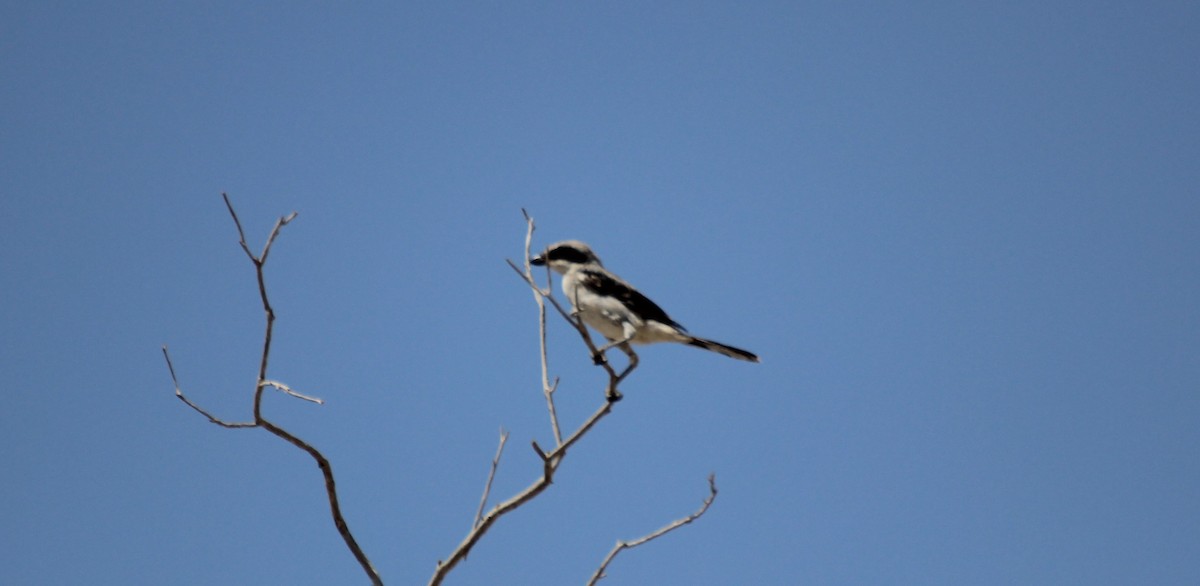 Loggerhead Shrike - ML597989691