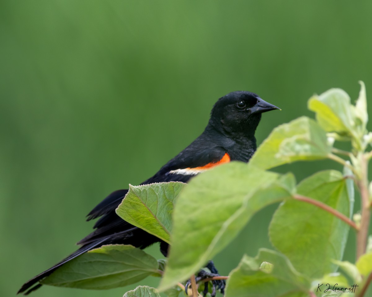 Red-winged Blackbird - ML597990181