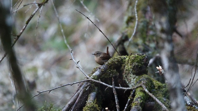 Troglodyte des forêts - ML597990621