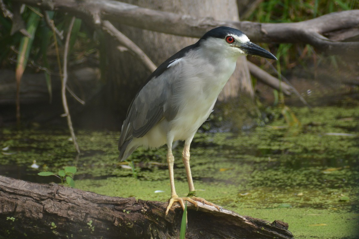 Black-crowned Night Heron - ML597992041