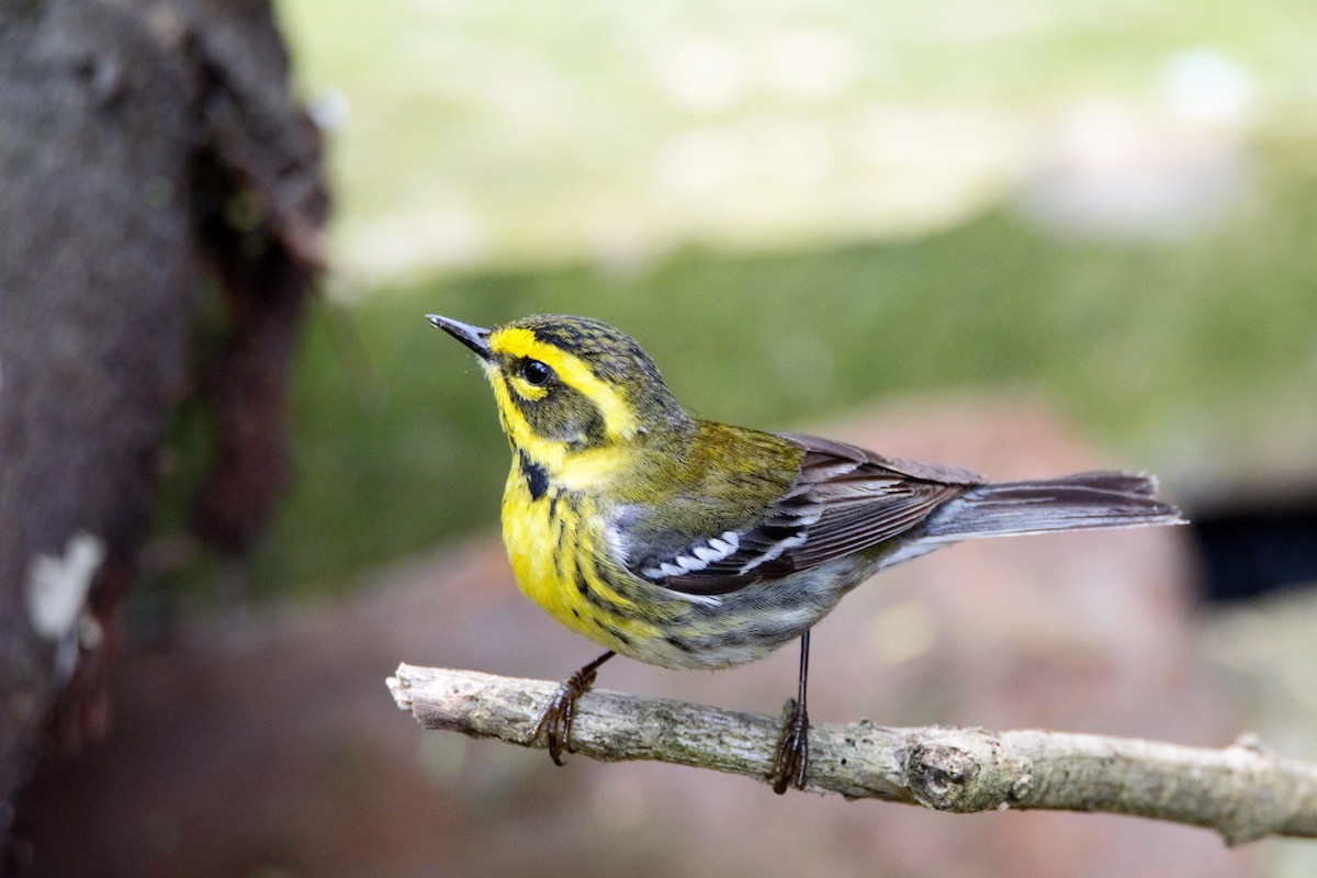 Townsend's Warbler - ML59799241