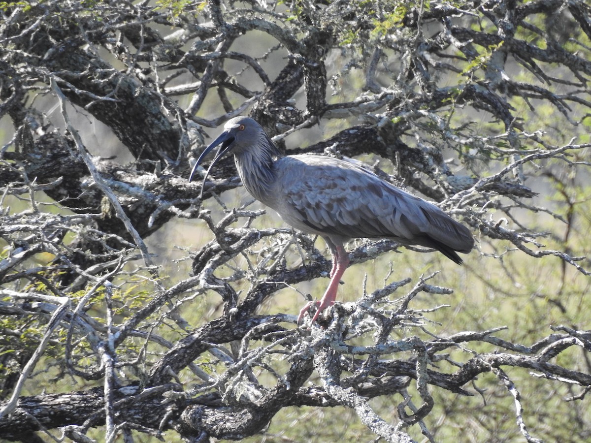ibis běločelý - ML597992431