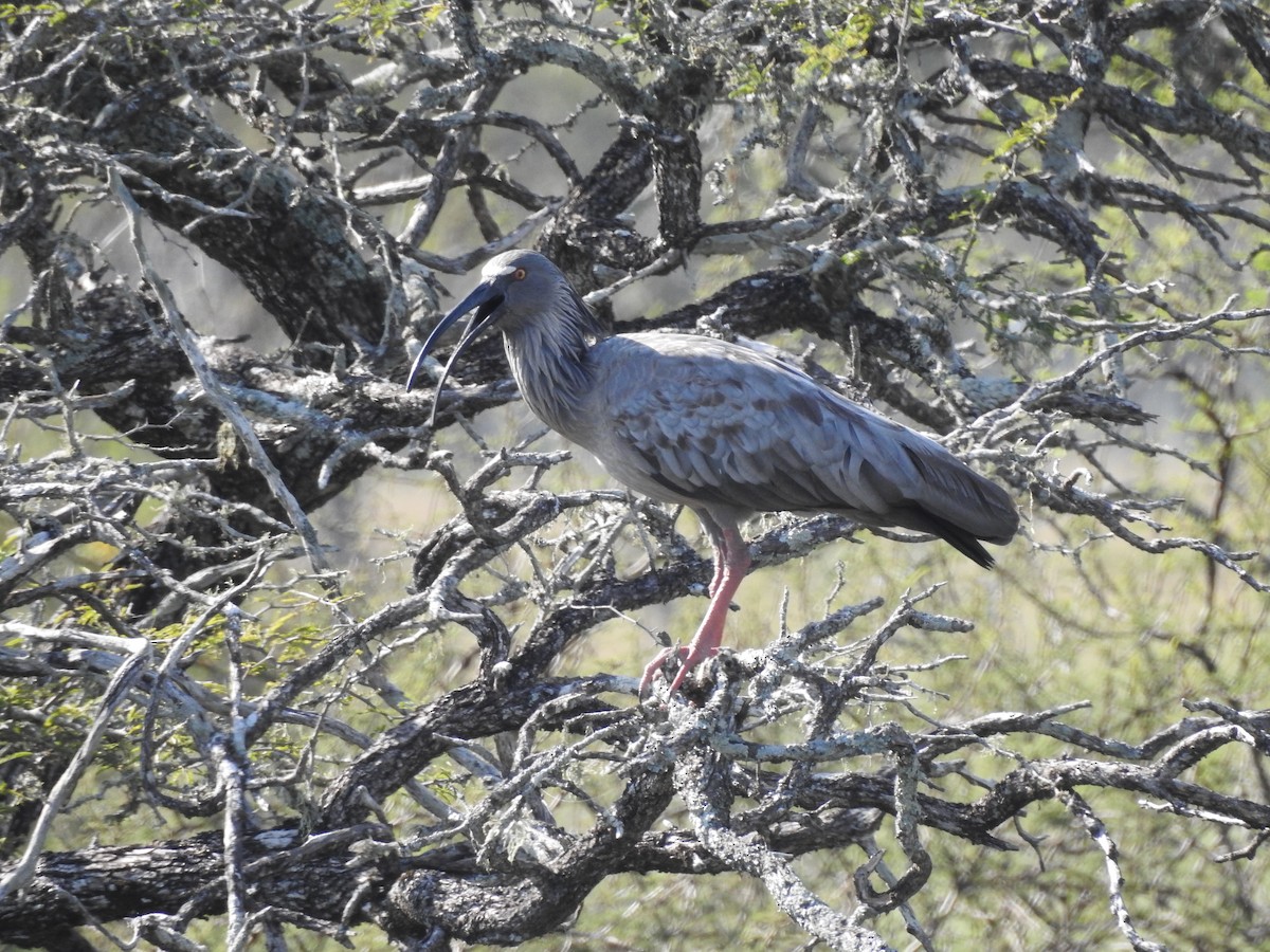 Plumbeous Ibis - ML597992431