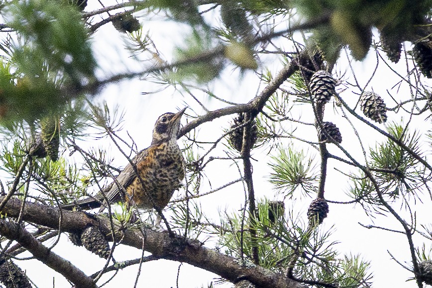 American Robin - ML597992951
