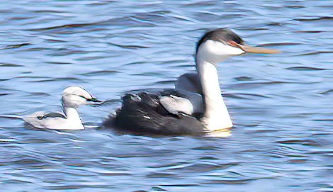 Western Grebe - George Nothhelfer