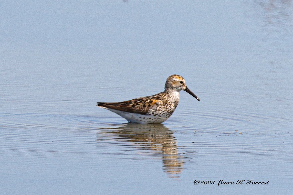 Western Sandpiper - ML597993721