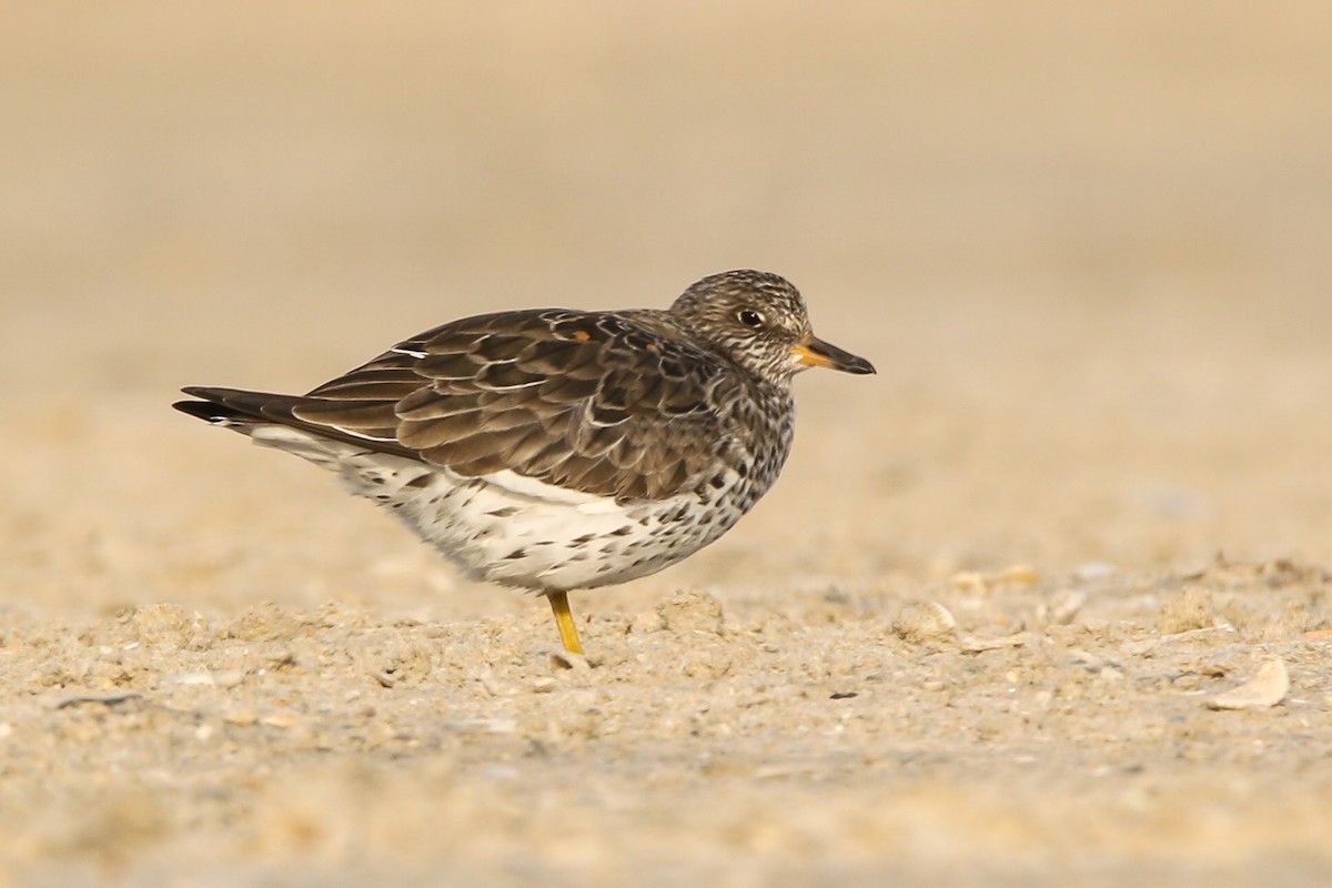 Surfbird - ML597993921