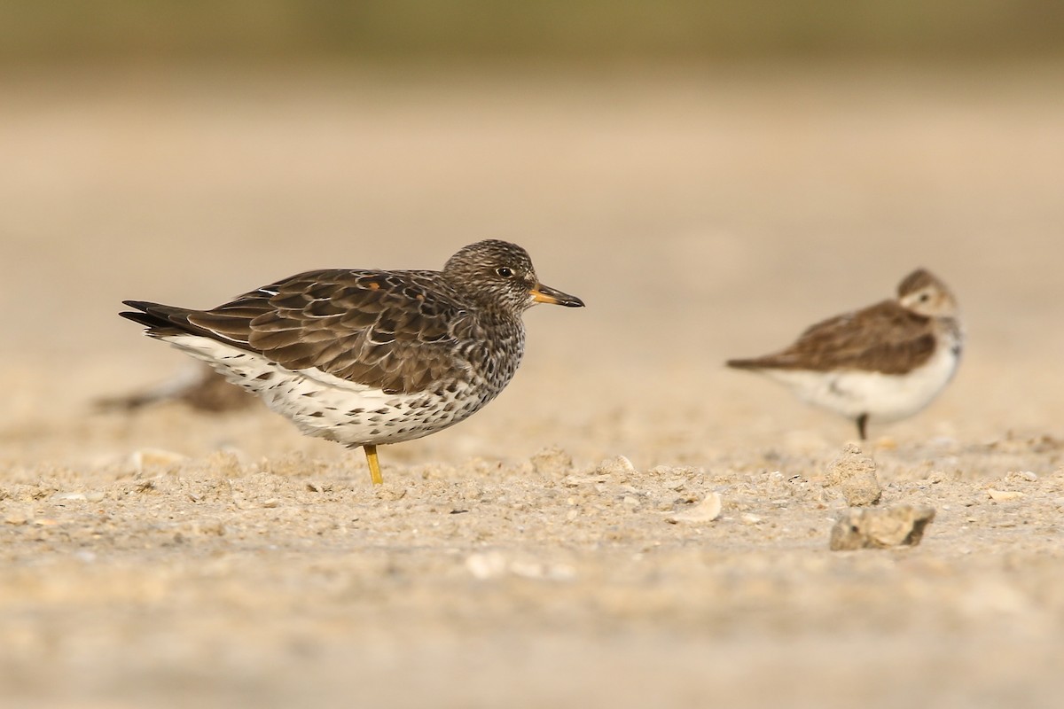 Surfbird - ML597993931