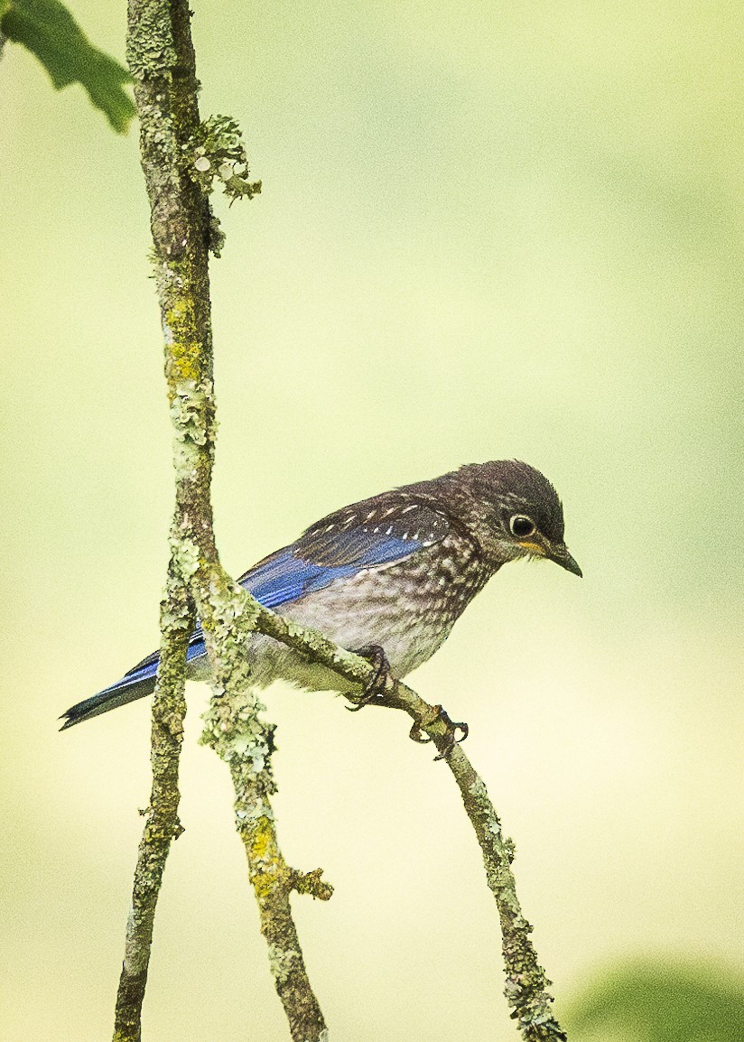 Eastern Bluebird - ML597994761