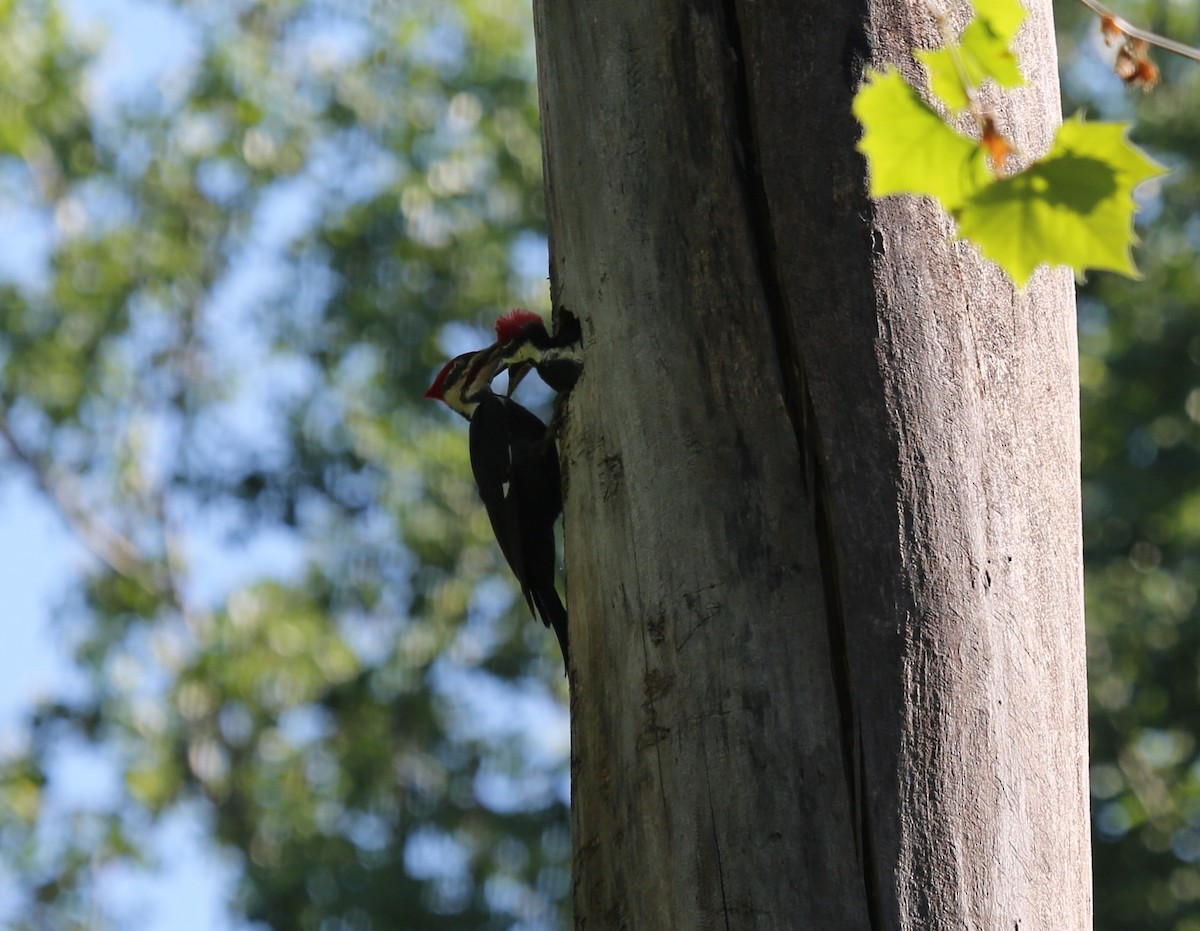 Pileated Woodpecker - ML59799501
