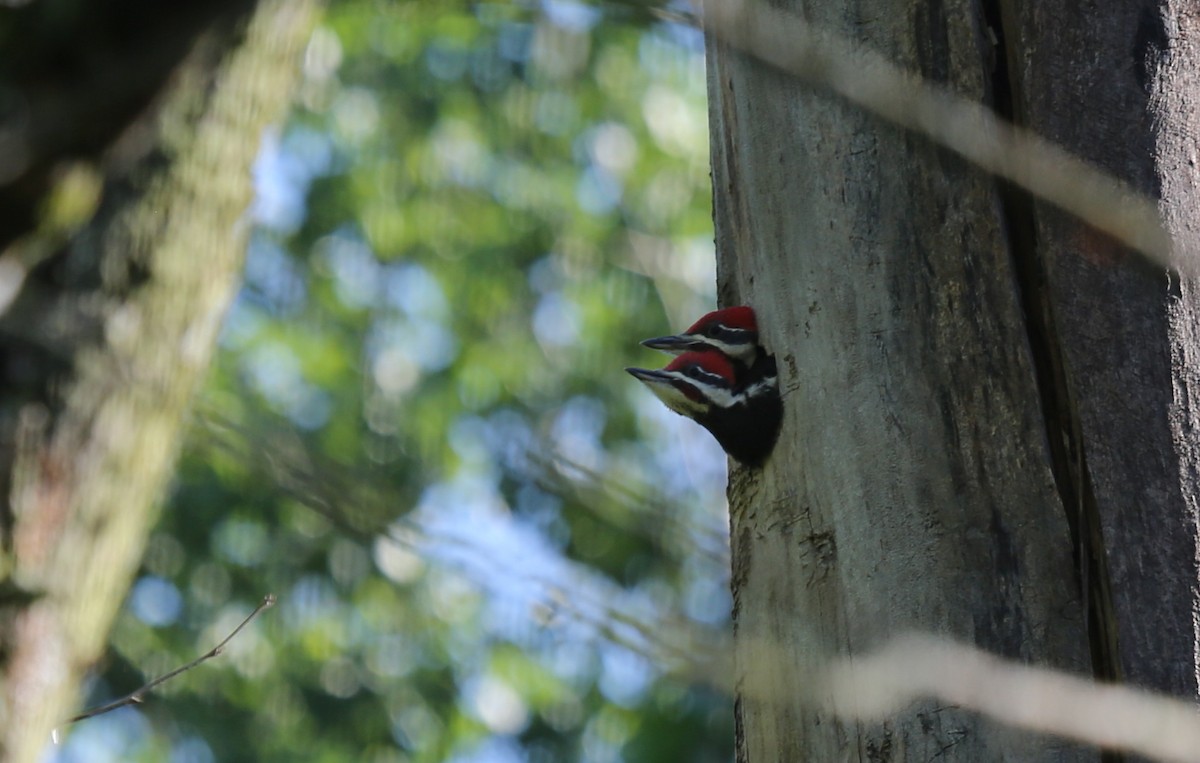 Pileated Woodpecker - Ron Sempier