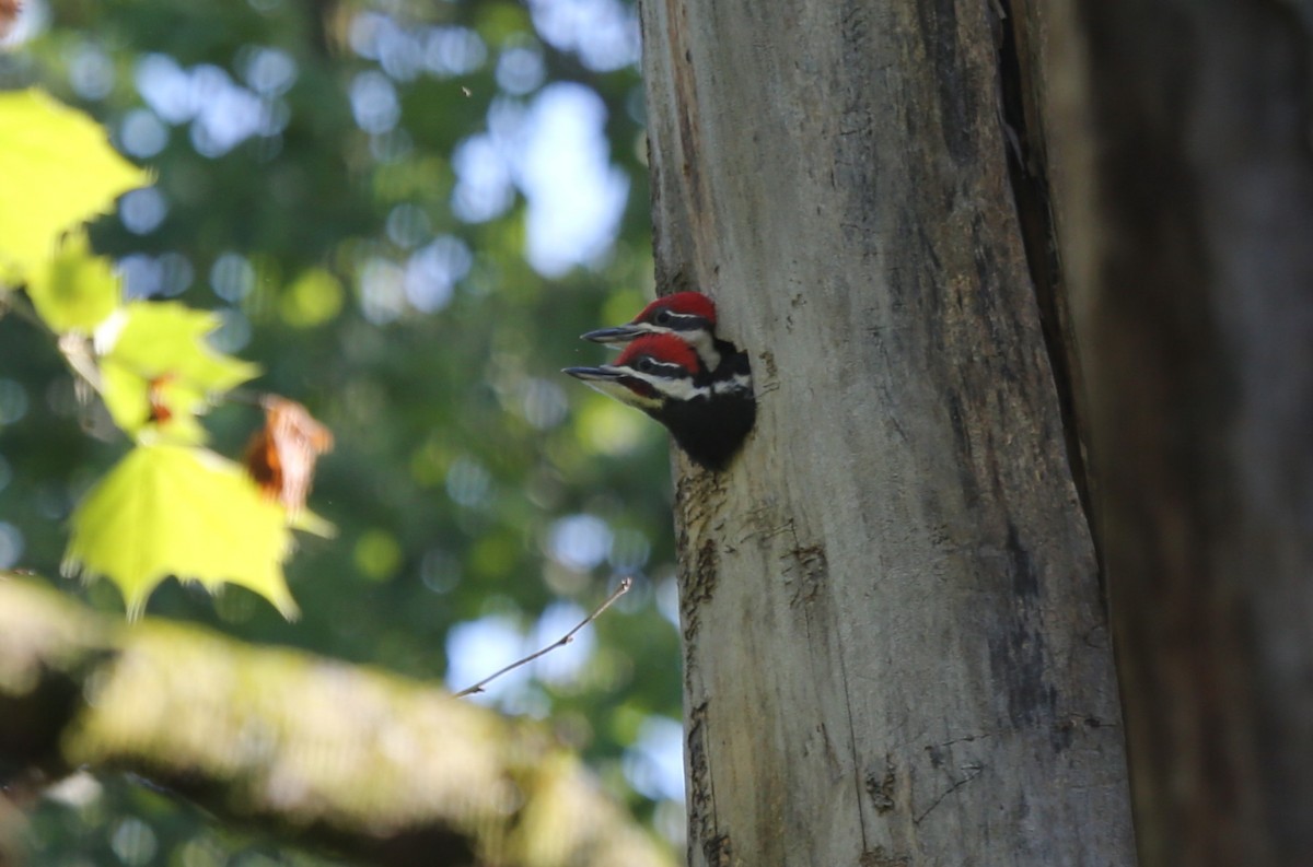 Pileated Woodpecker - ML59799551