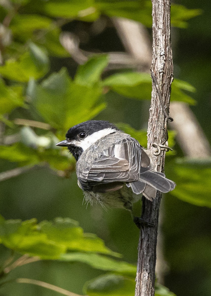 Carolina Chickadee - ML597995611