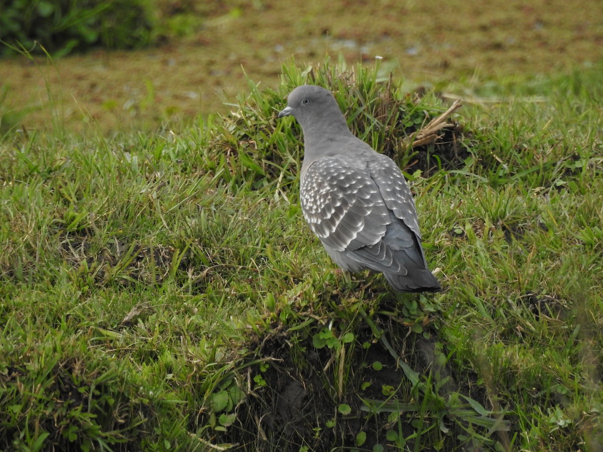 Spot-winged Pigeon - Marco Crozariol