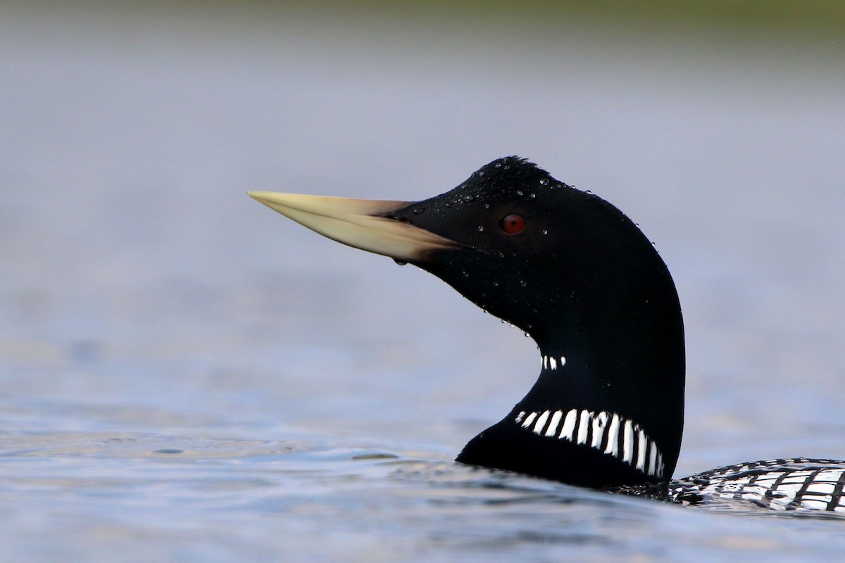 Yellow-billed Loon - ML597998321