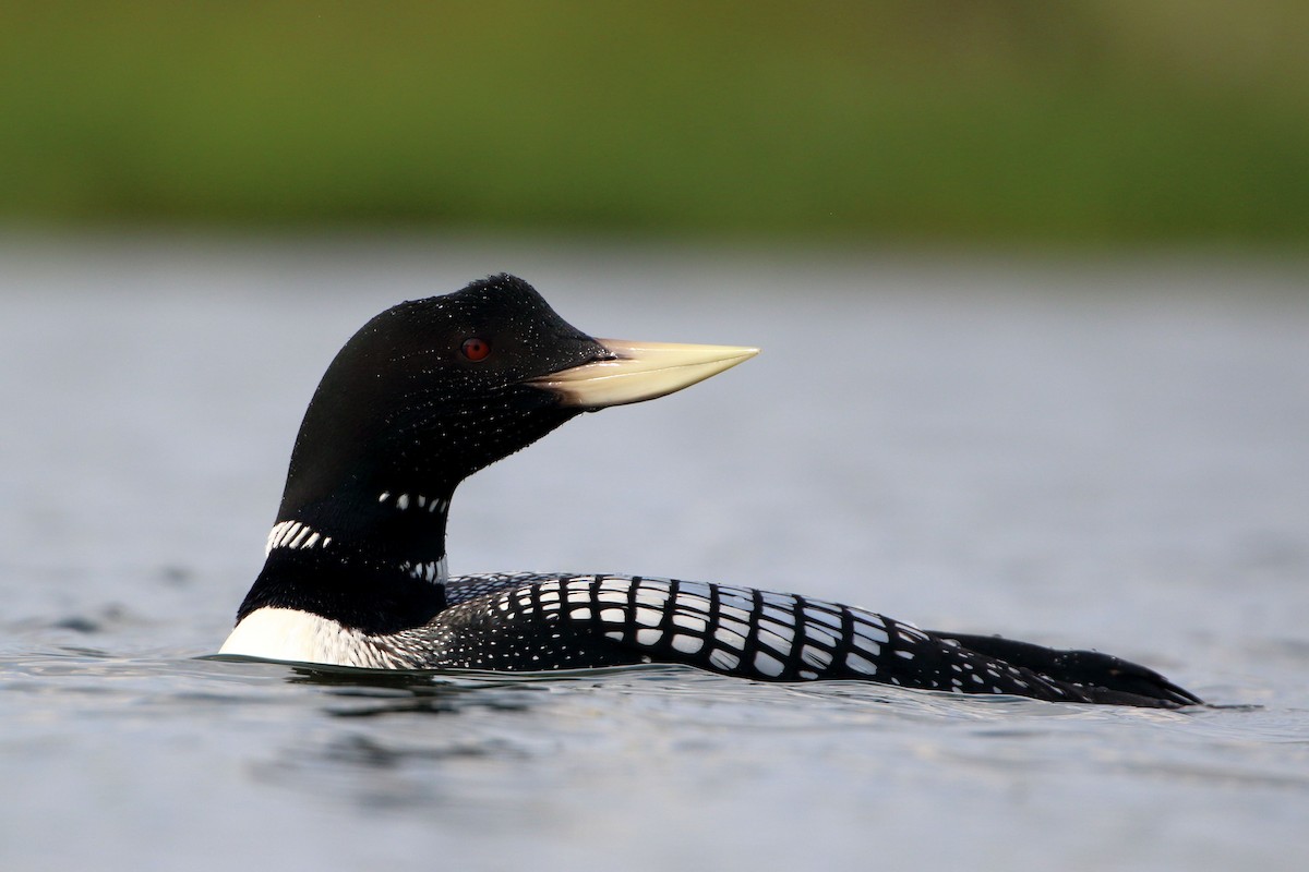 Yellow-billed Loon - ML597998341