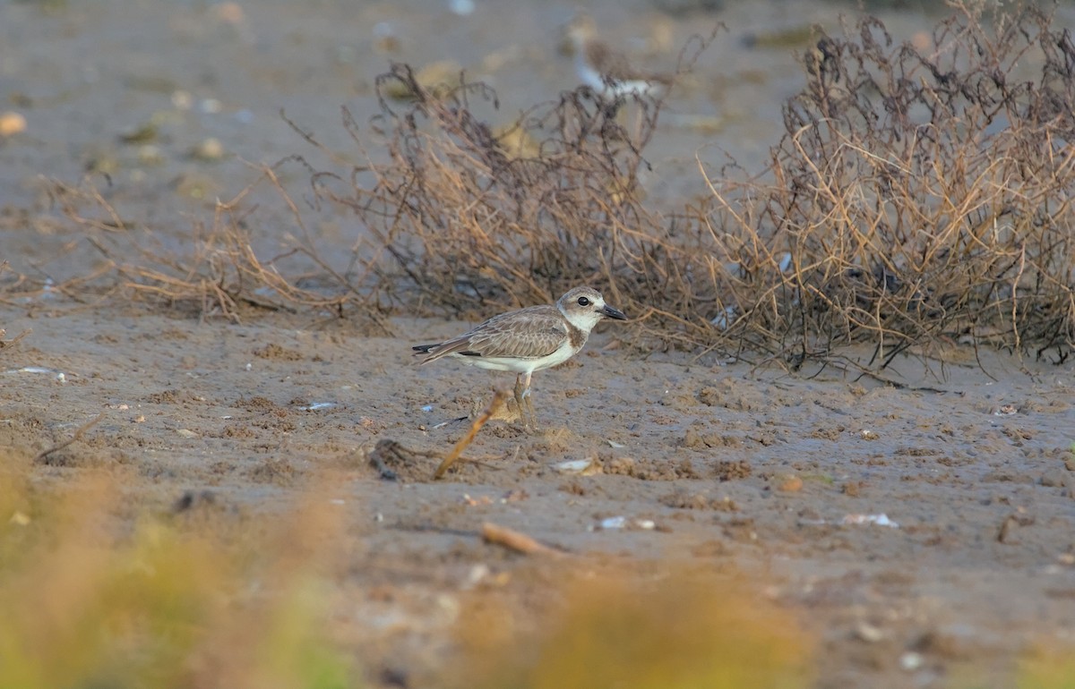 Wilson's Plover - Damon Williford