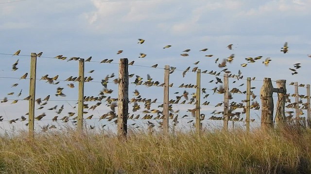 Grassland Yellow-Finch - ML597998541
