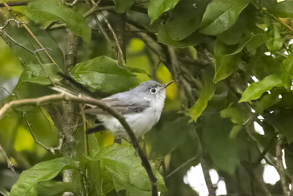 Blue-gray Gnatcatcher - ML597999061