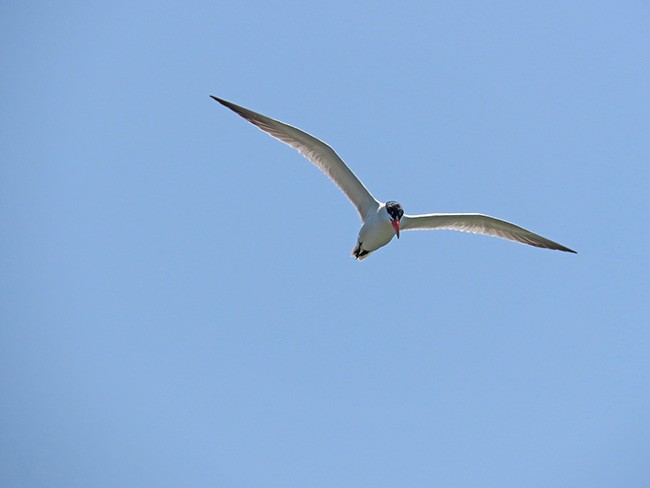 Caspian Tern - Nancy Anderson