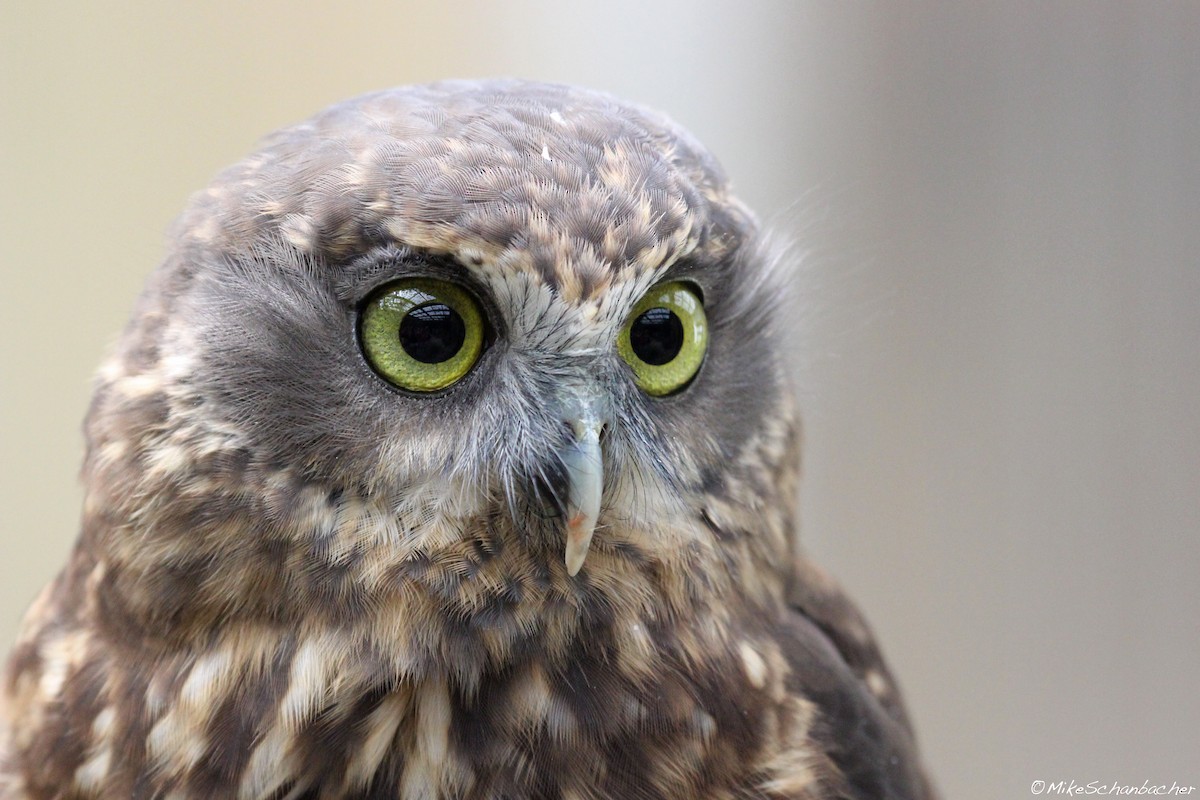 Morepork - Mike Schanbacher