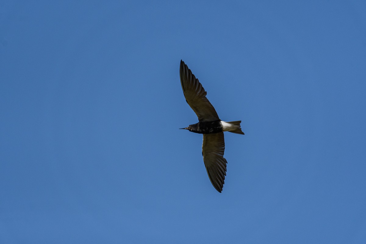 Black Tern - ML597999941