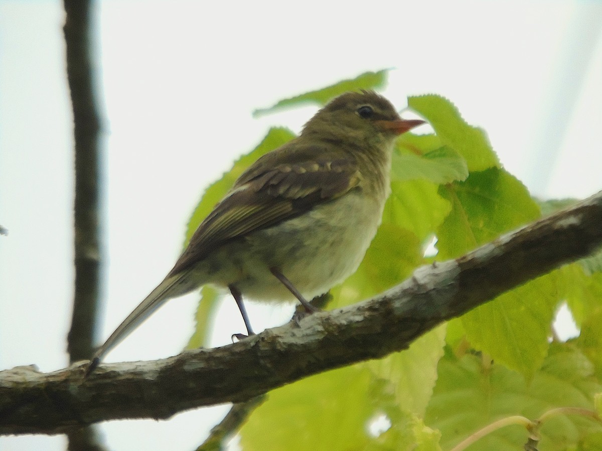 Mountain Elaenia - ML598000251