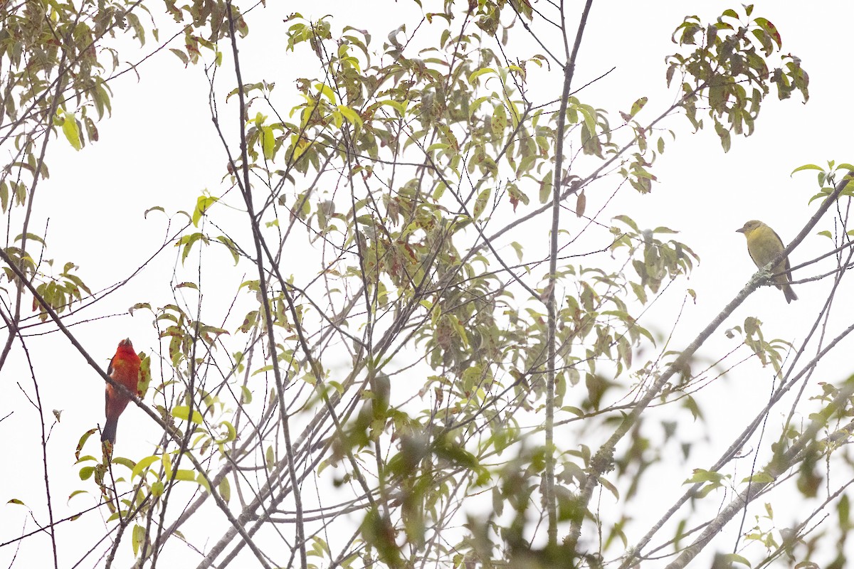 Scarlet Tanager - ML598000401