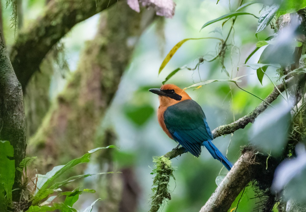 Rufous Motmot - Kenta Togo