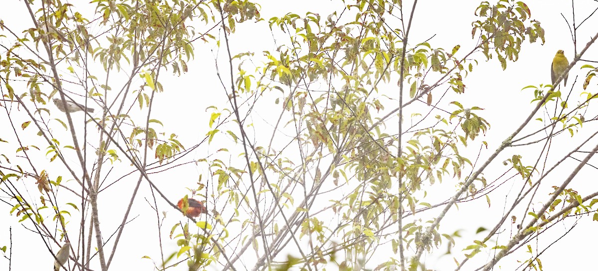 Scarlet Tanager - ML598001611