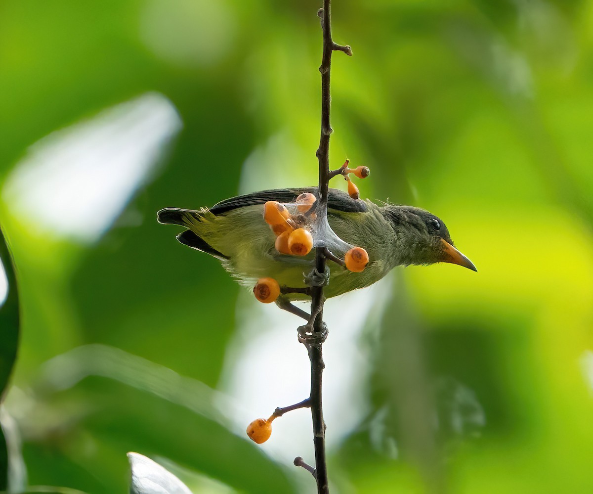 Orange-bellied Flowerpecker - ML598001741