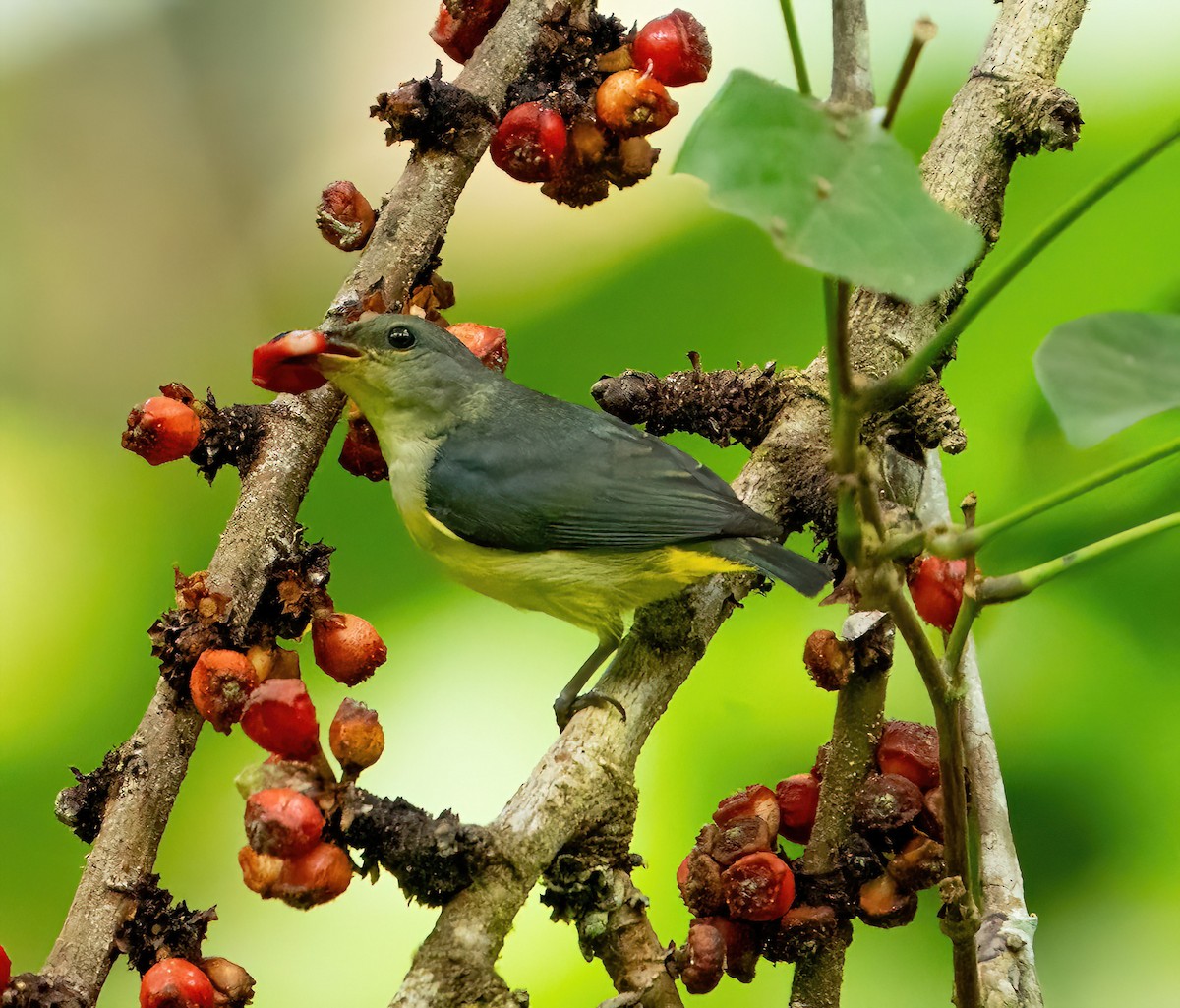 Orange-bellied Flowerpecker - ML598001791