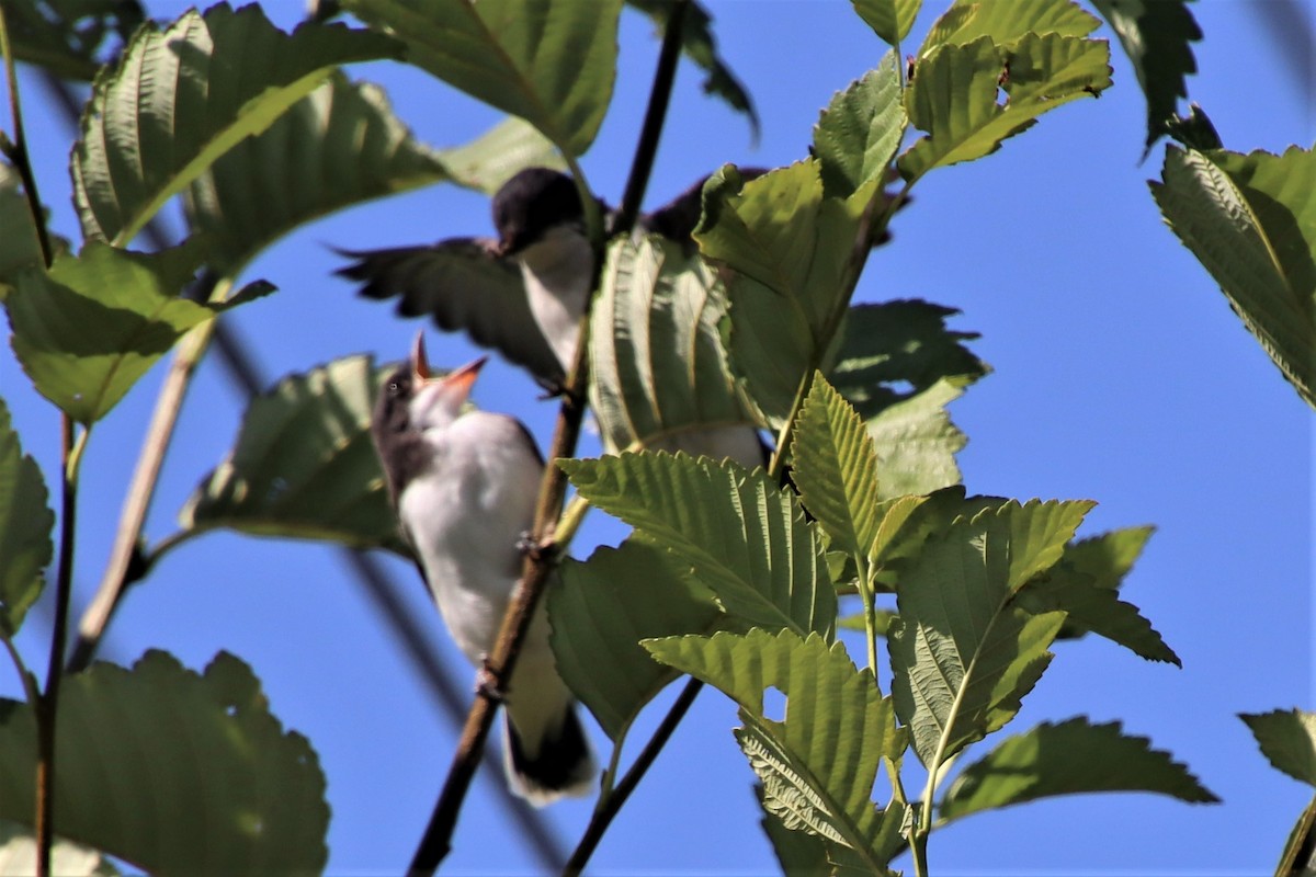 Eastern Kingbird - ML598001971